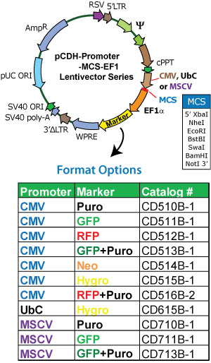 pCDH-CMV-MCS-EF1-RFP-T2A-Puro 载体图谱